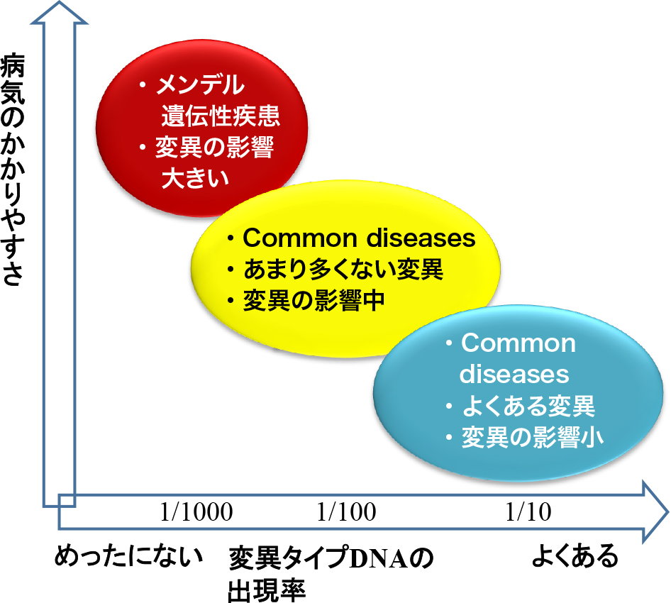 変異の出現率と疾患への影響